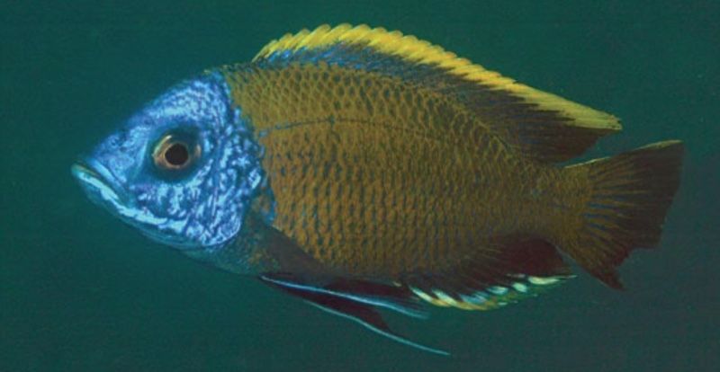 Copadichromis borleyi 'Kande Island'